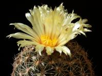 Thumbnail of 0764_Coryphantha retusa_20150701_01(1).JPG